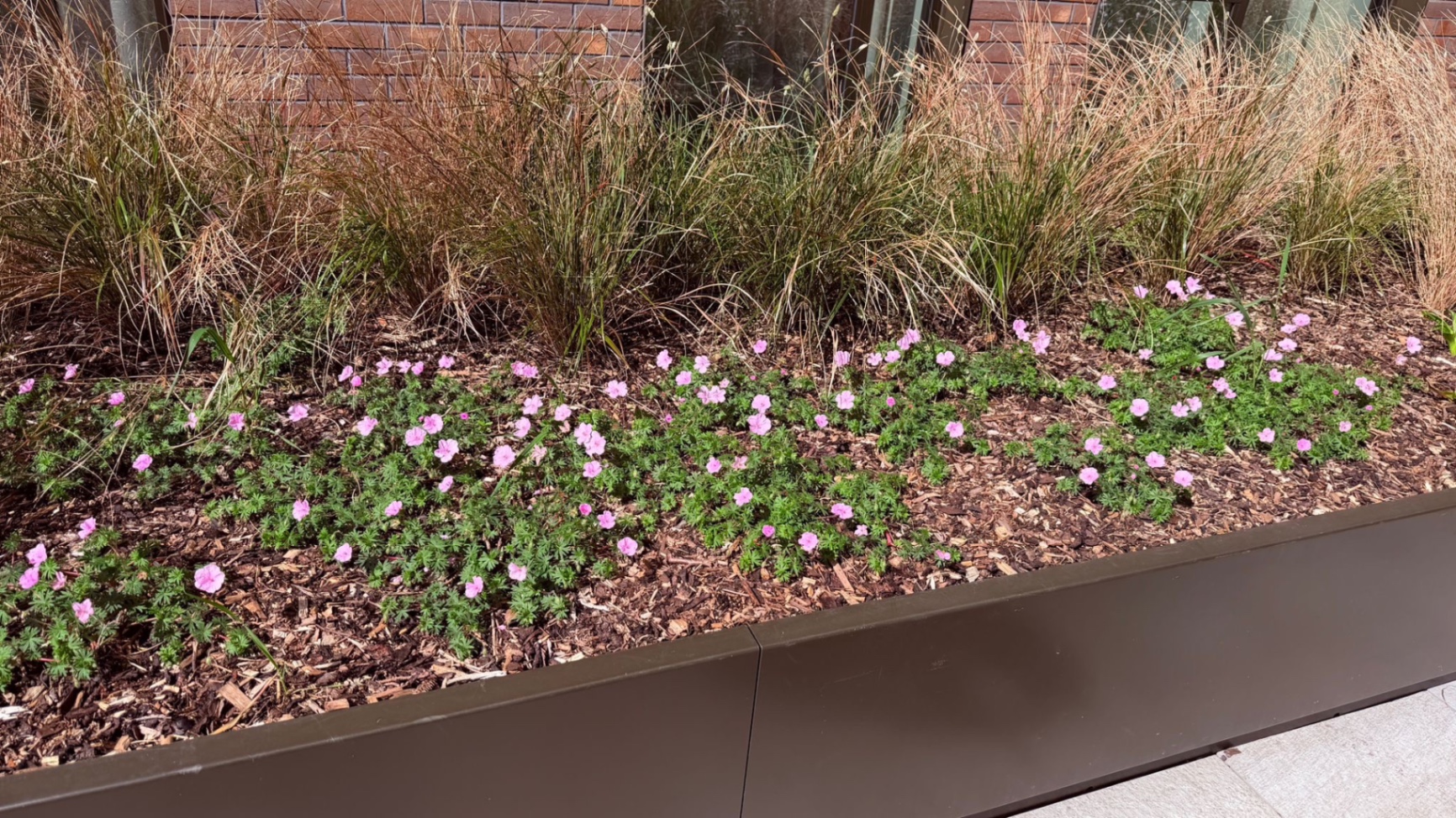 Low-profile bronze planter with hardy geraniums and ornamental grasses. — comparable to schemes we deliver in Islington